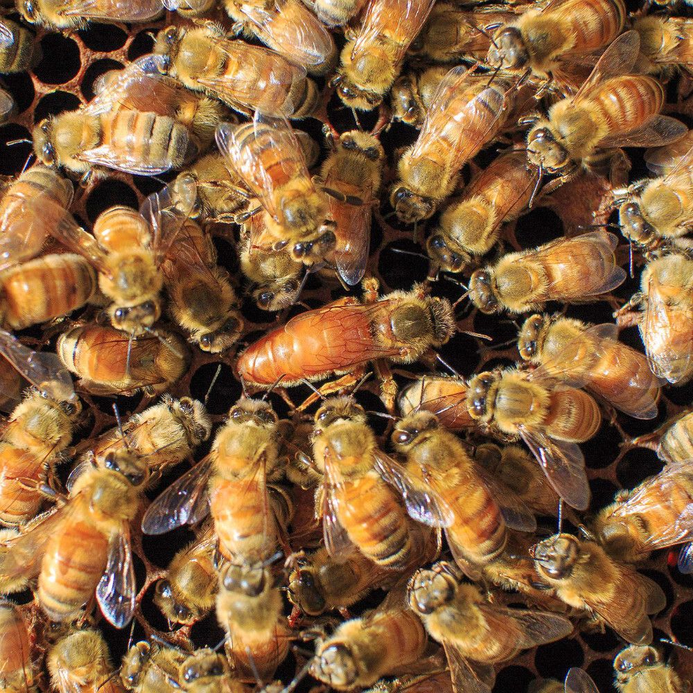 Premium Live Bees for Sale Australia | Trusted Bees for Sale